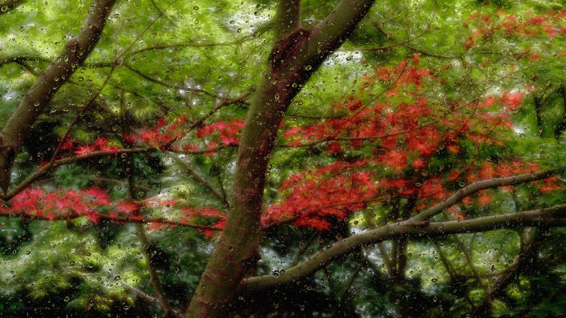 Rainy day through a window