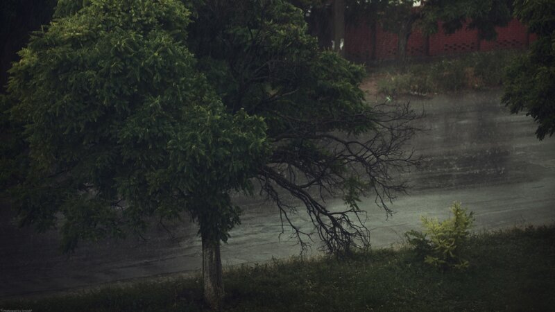 Rainy day with a leaning tree