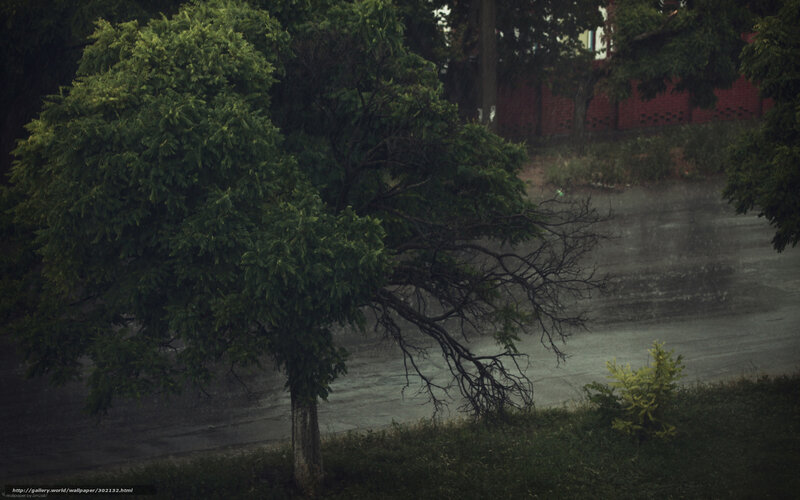 Rainy day with a leaning tree