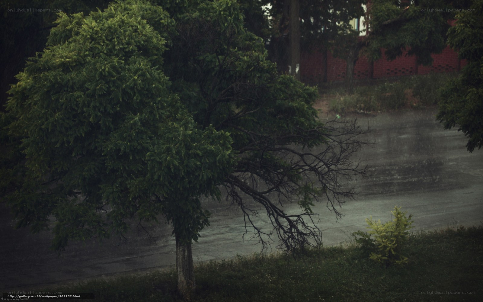 Rainy day with a leaning tree