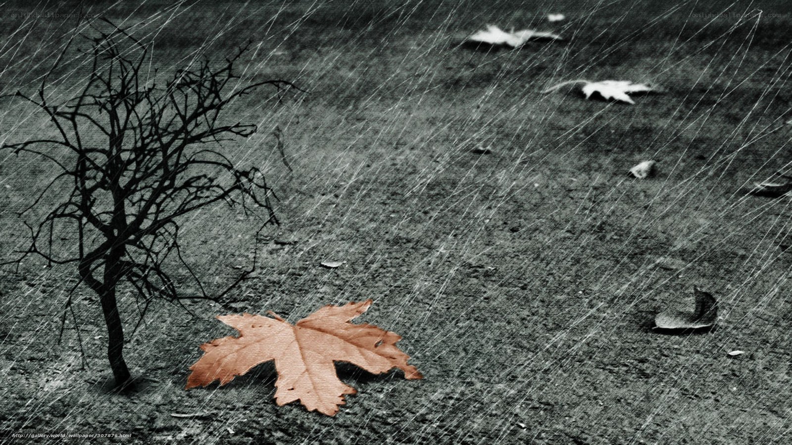 Rainy day with fallen leaf