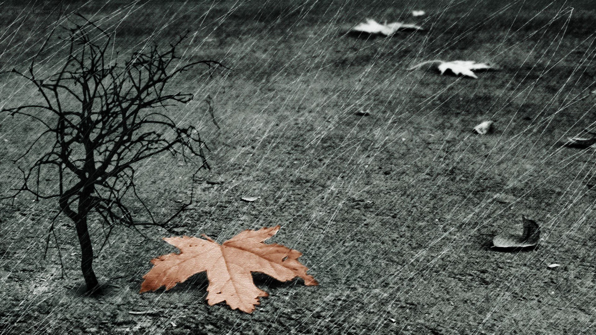 Rainy day with fallen leaves