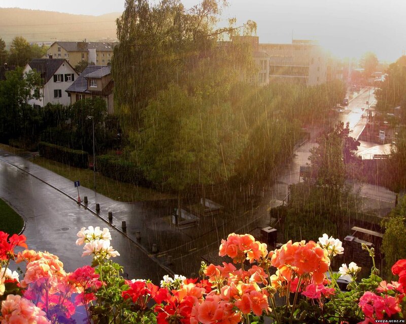 Rainy day with flowers in foreground