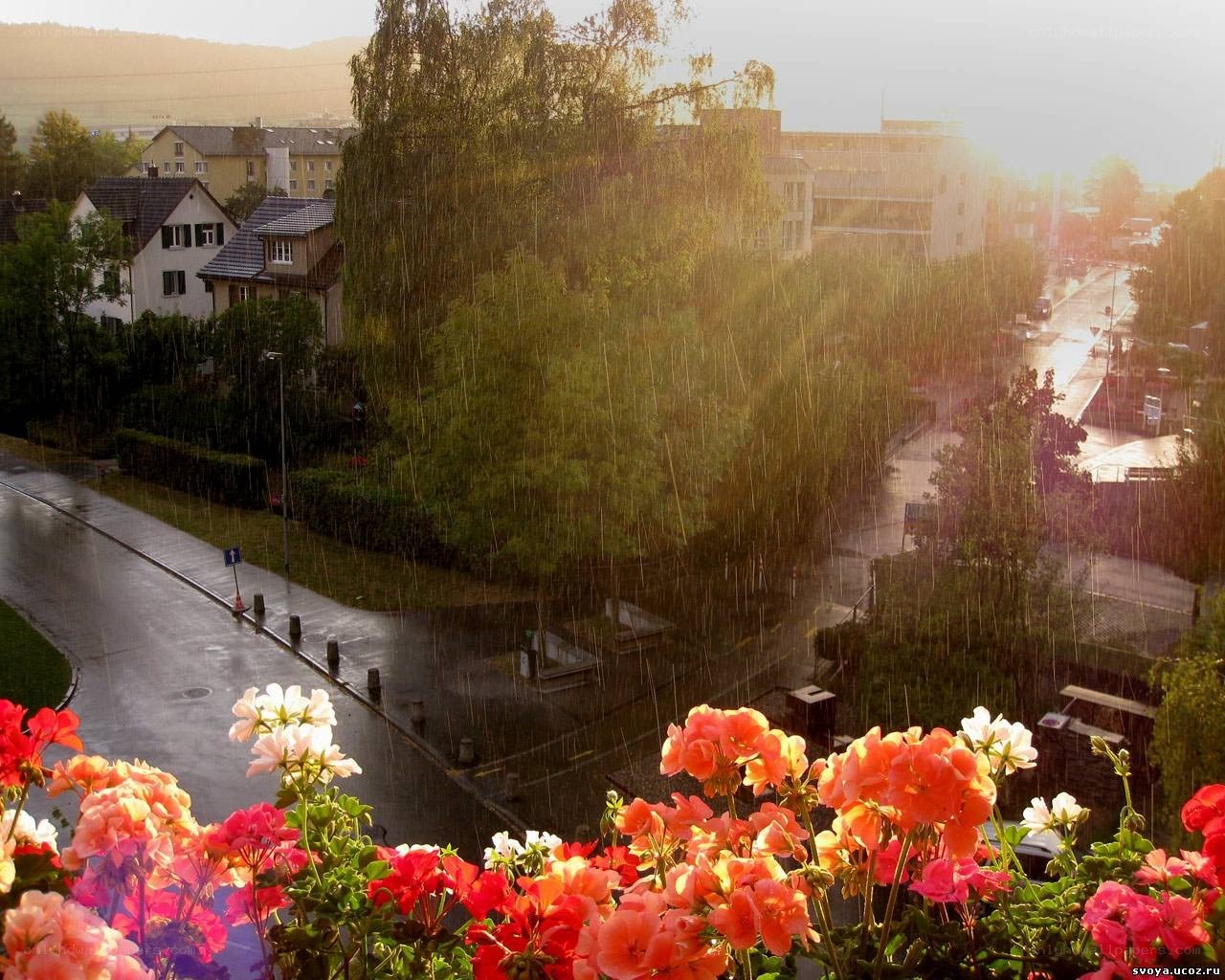 Rainy day with flowers in foreground