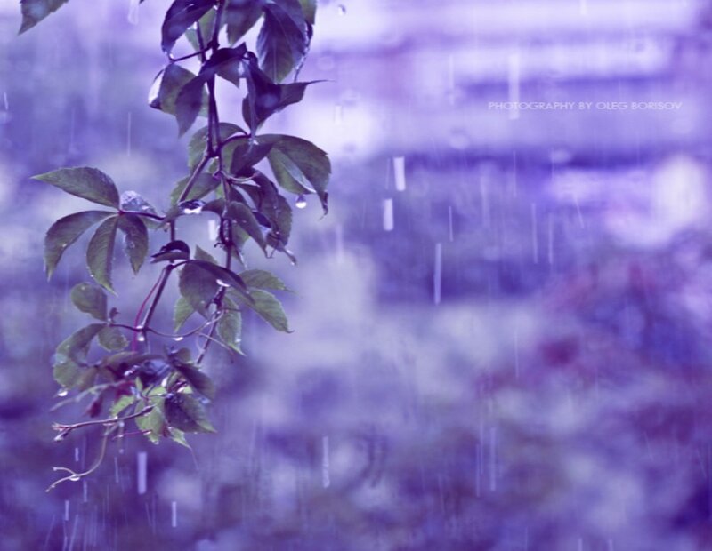 Rainy day with green leaves