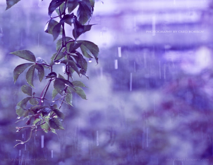 Rainy day with green leaves