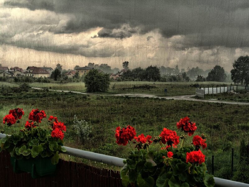 Rainy Day with Red Flowers