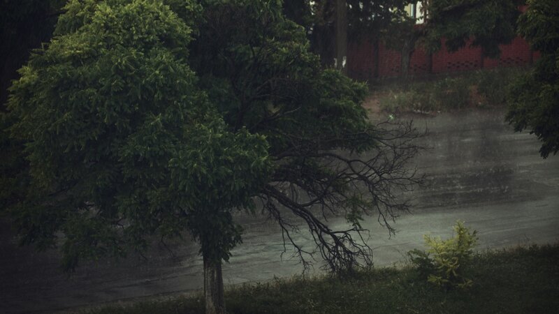 Rainy day with trees