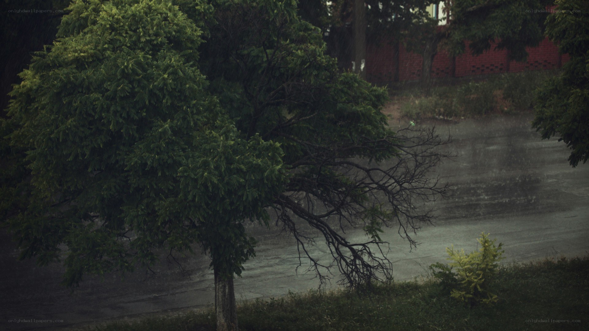 Rainy day with trees