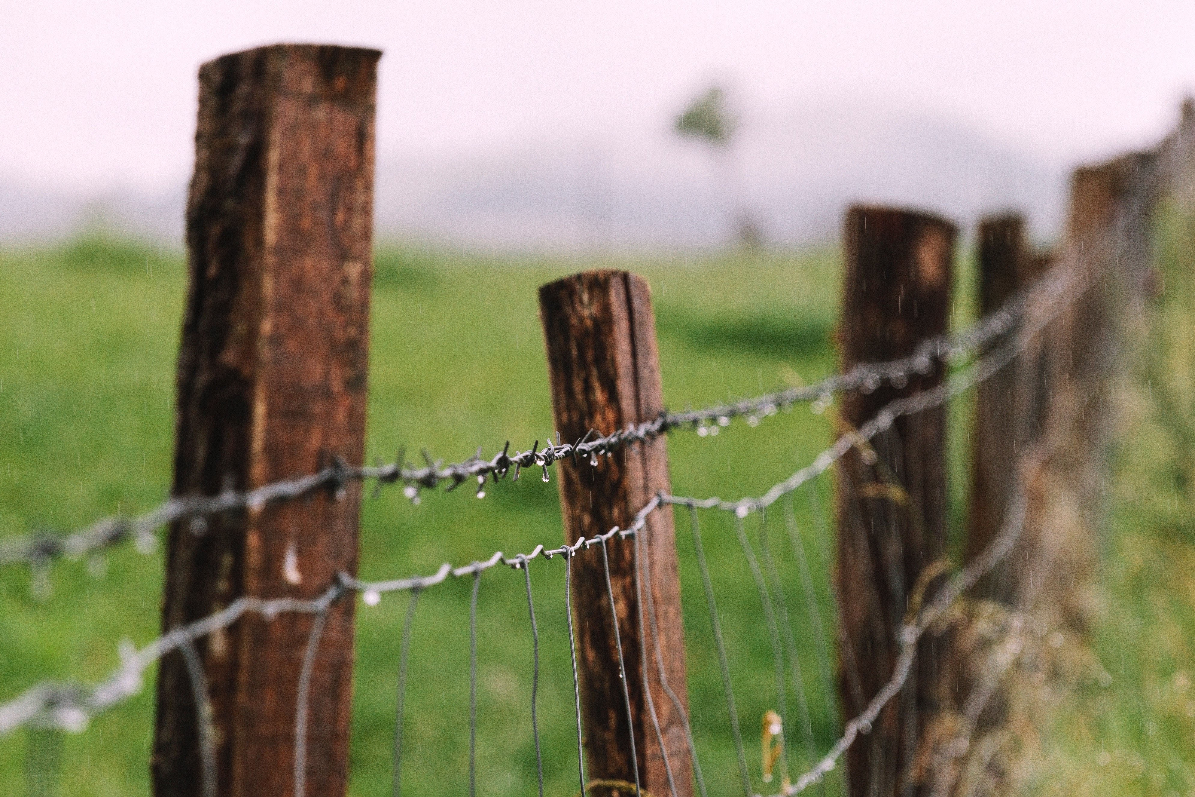 rainy fence in a green field