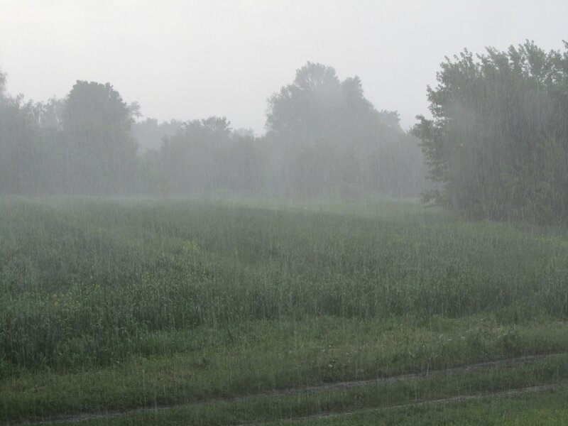 Rainy field with trees