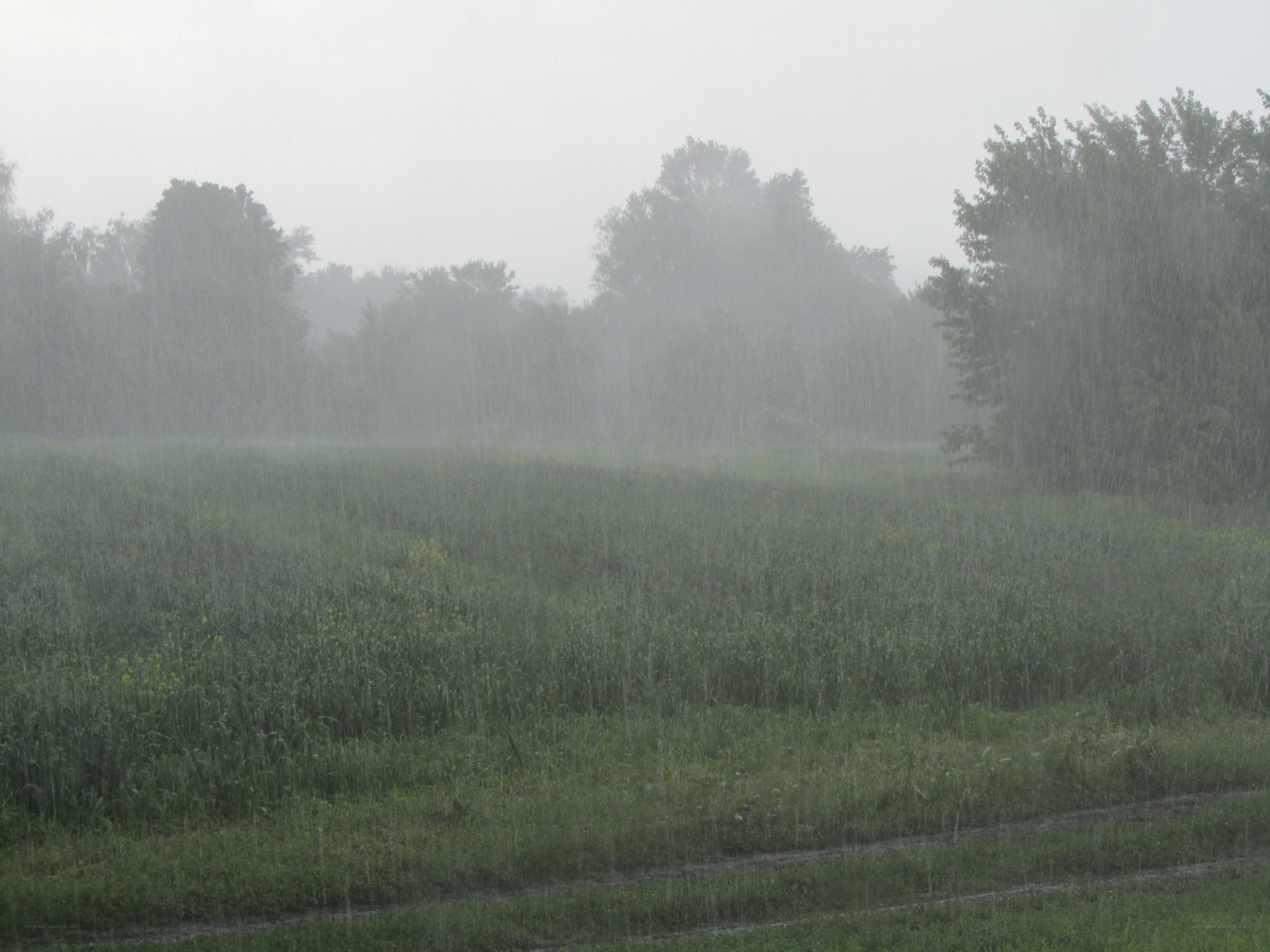 Rainy field with trees