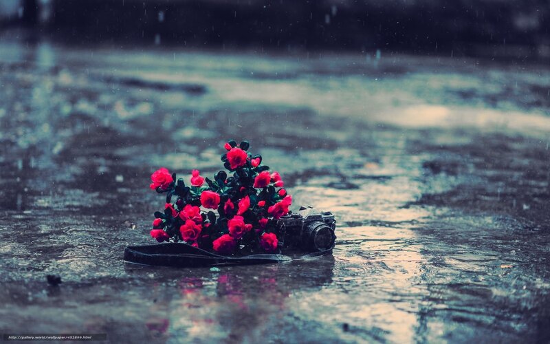 Rainy flowers and camera