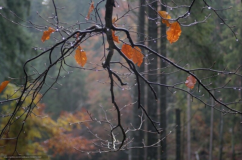 Rainy forest branches