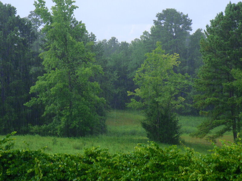 Rainy Forest Clearing