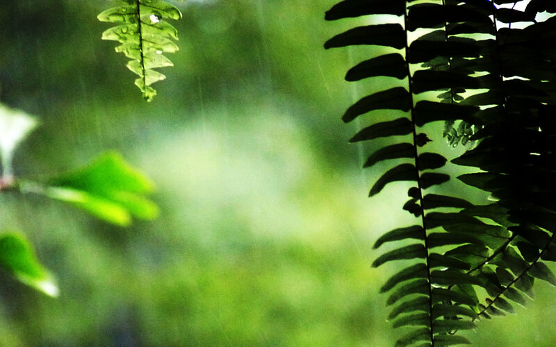 rainy forest foliage