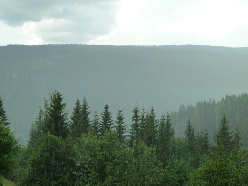 Rainy Forest Landscape — Green