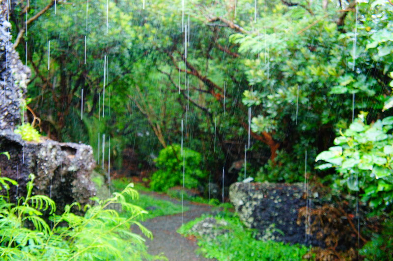 Rainy Forest Path