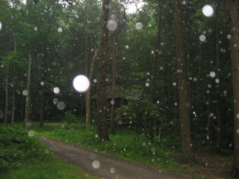rainy forest path with water droplets