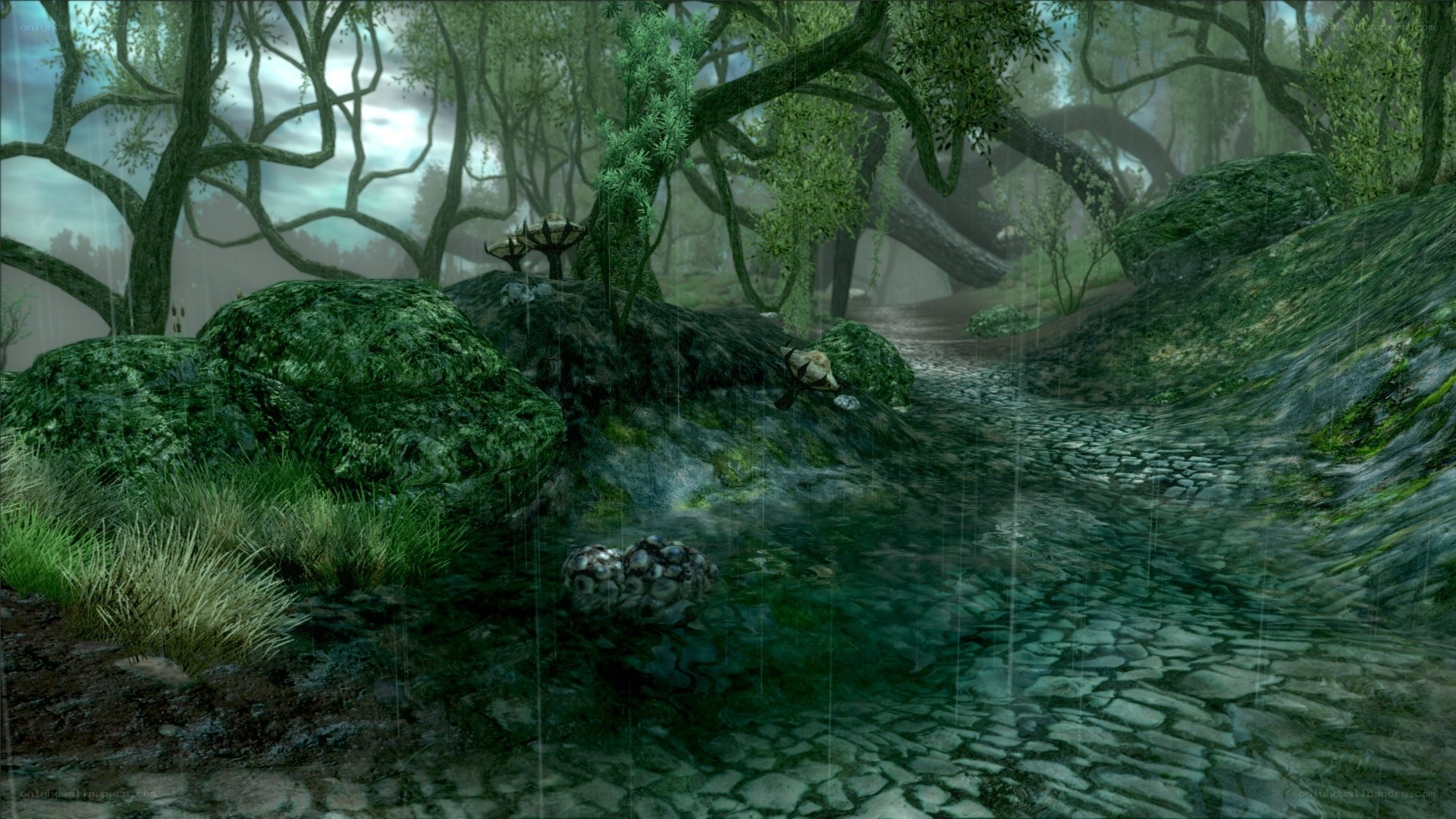 rainy forest stream scene