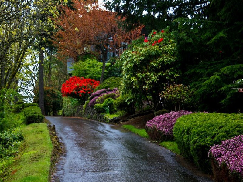 rainy garden path with flowers