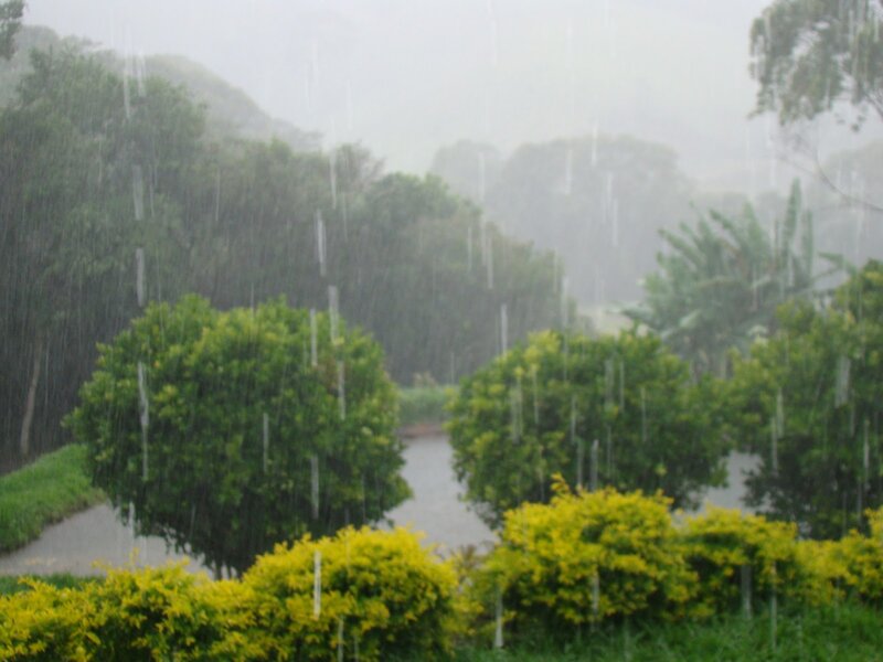 Rainy Garden Scene