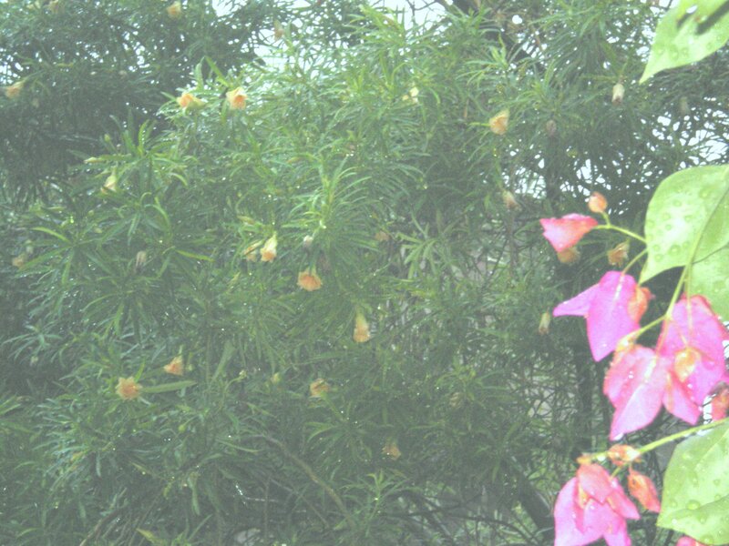 rainy garden with flowers