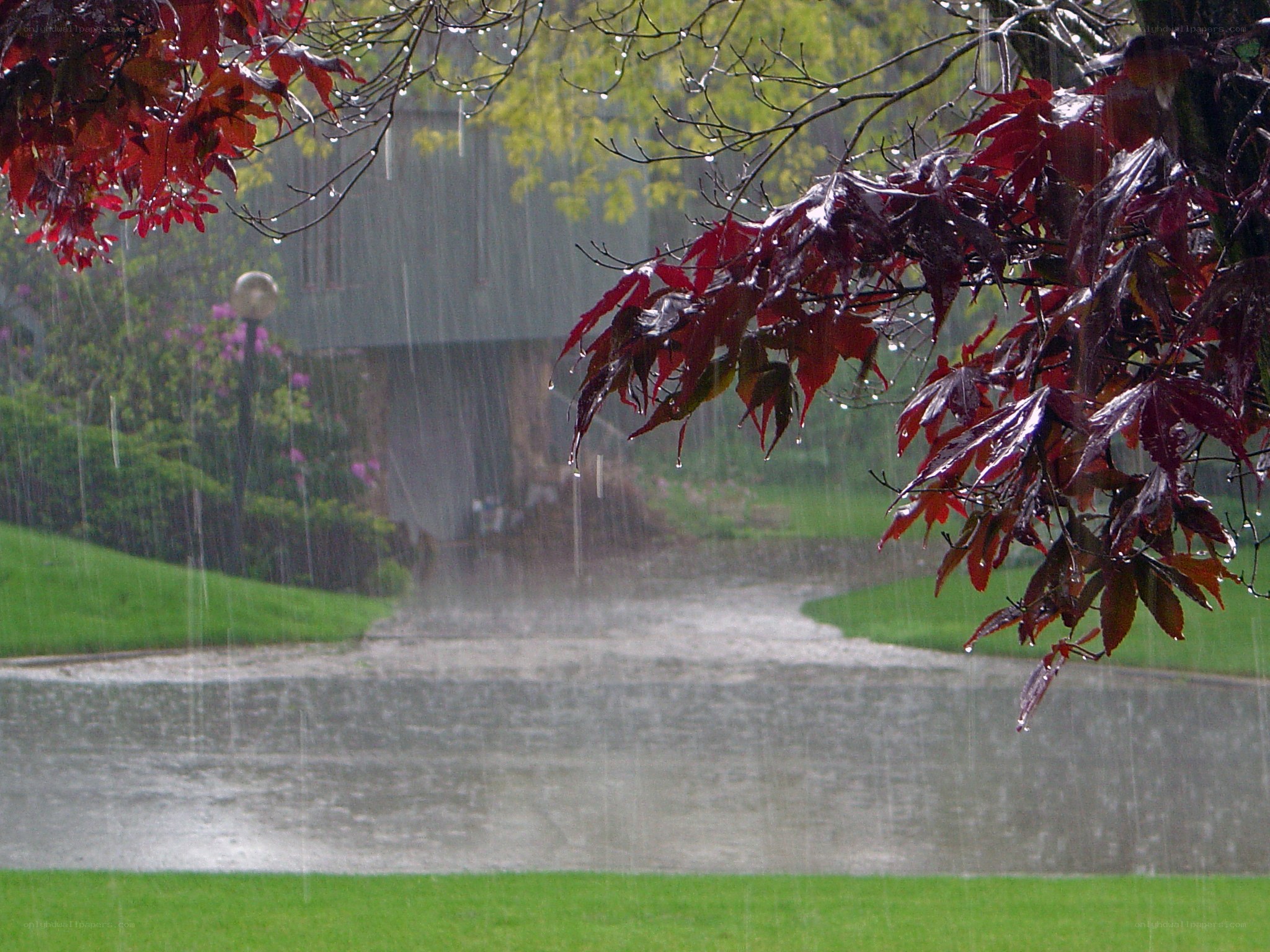 Rainy garden with red leaves
