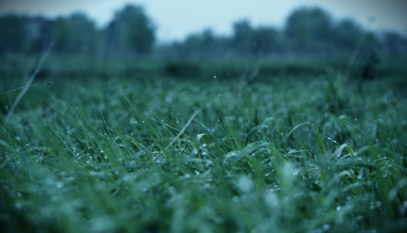 rainy grass field