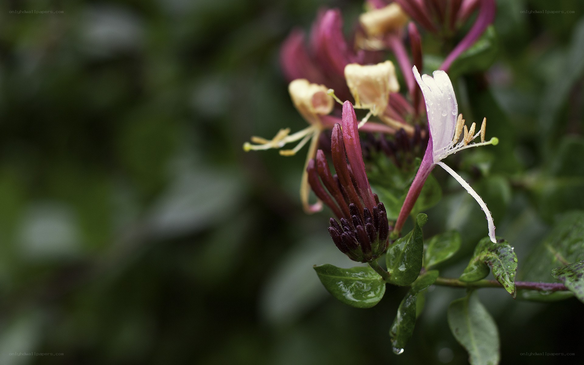 Rainy honeysuckle flowers
