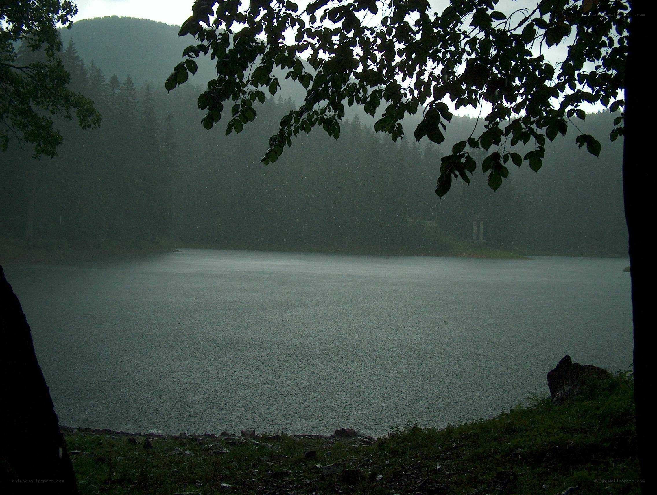 Rainy lake in forest