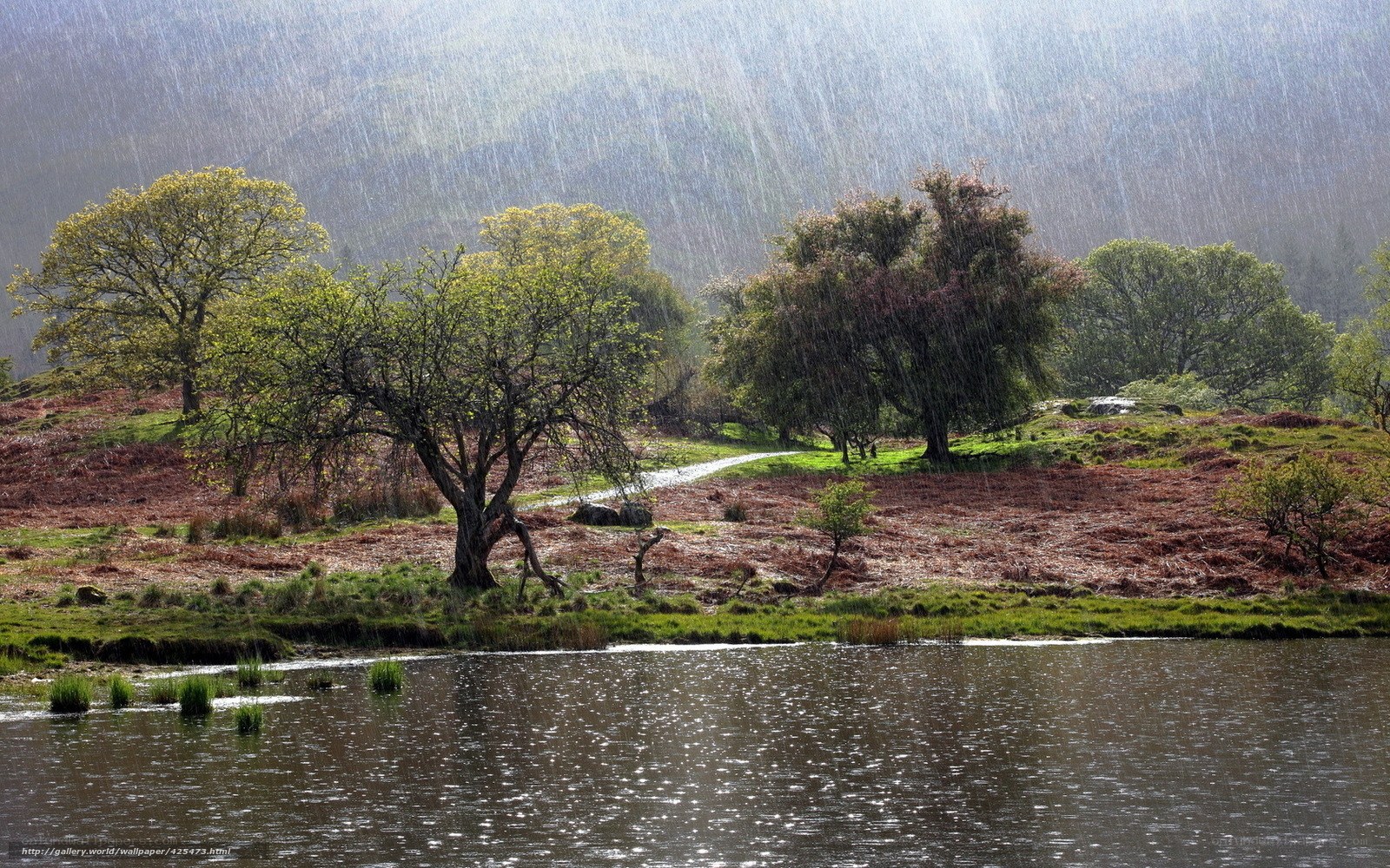 Rainy landscape with lake and trees