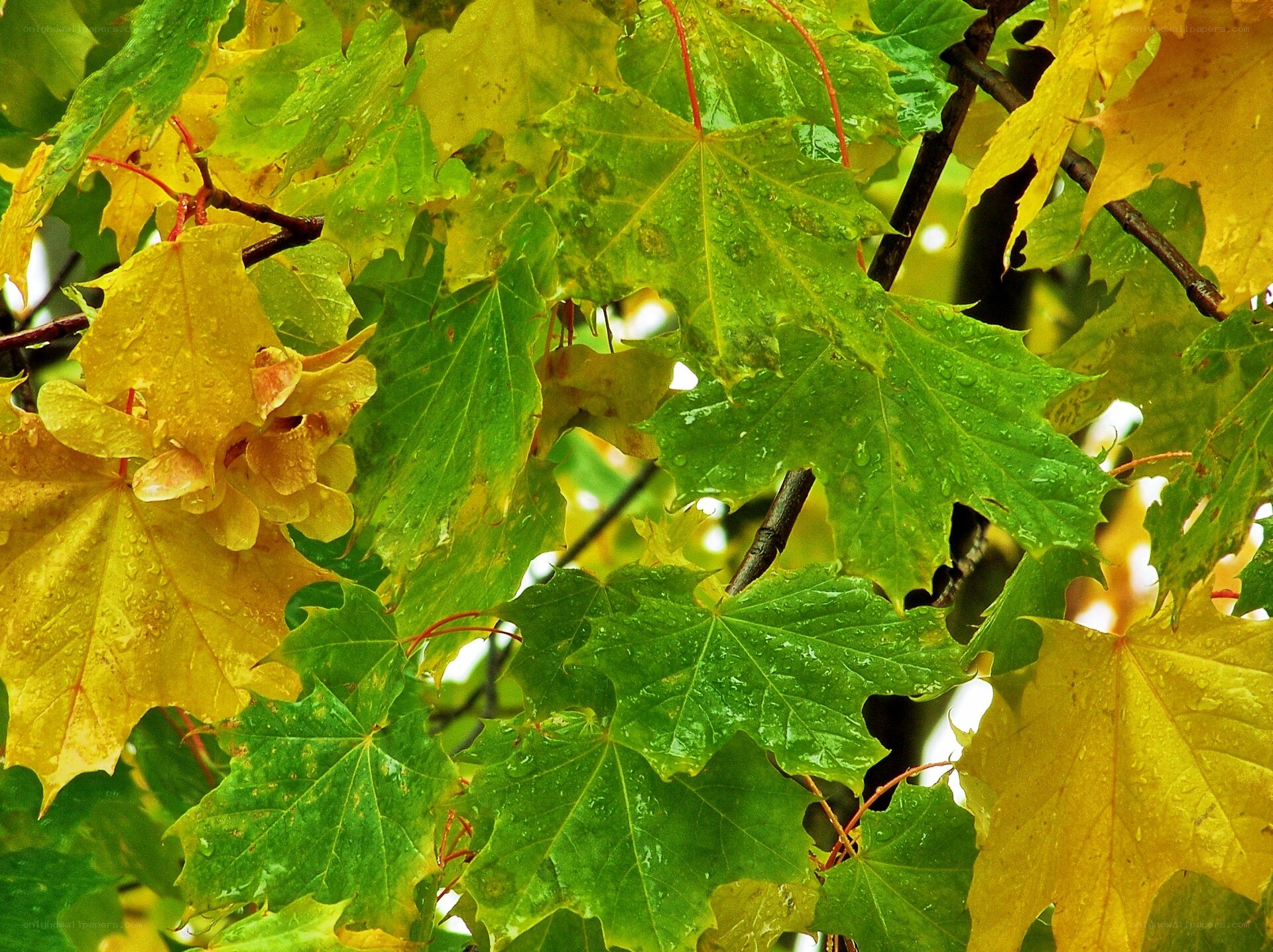 Rainy maple leaves in autumn