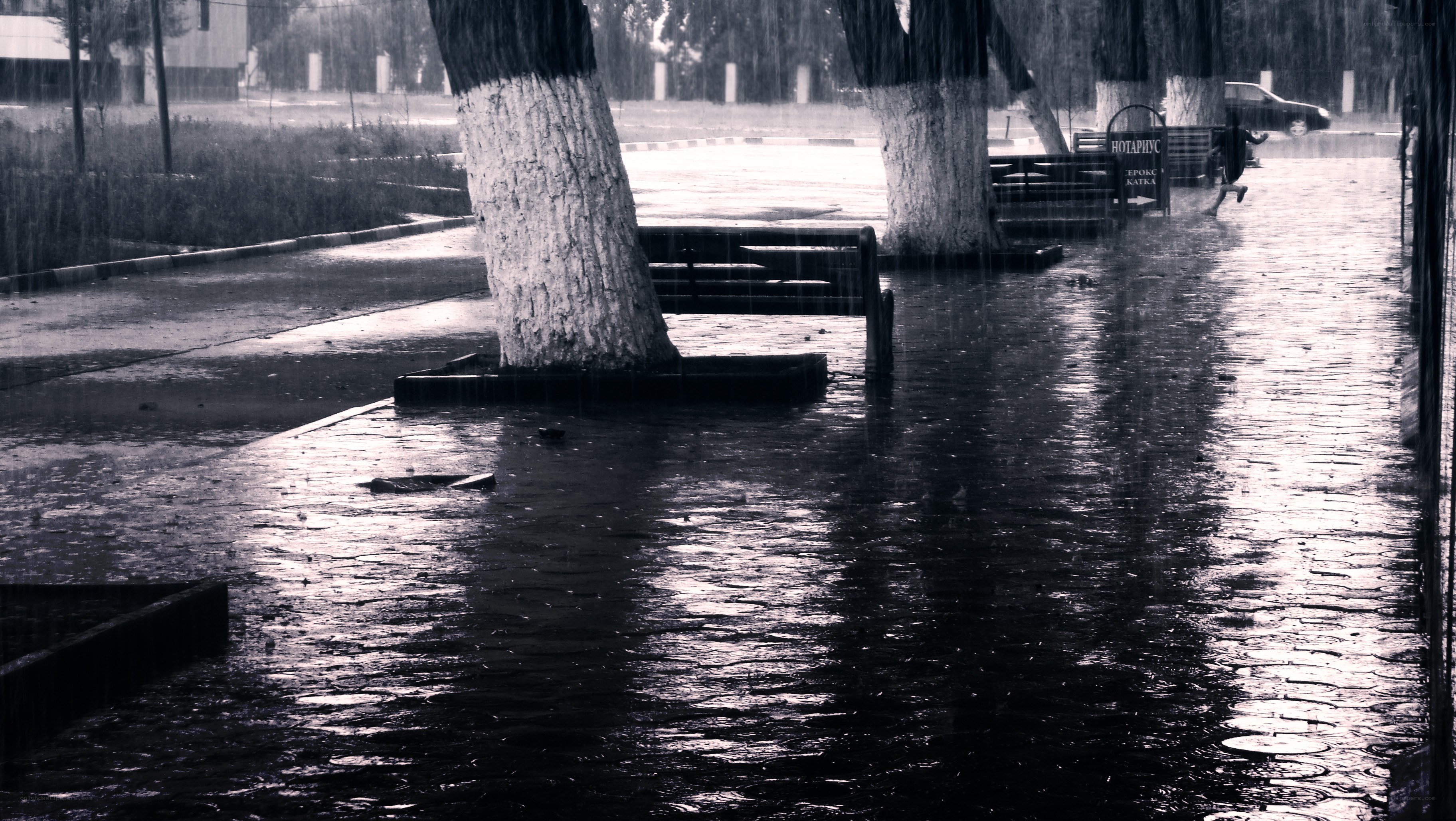 Rainy park scene