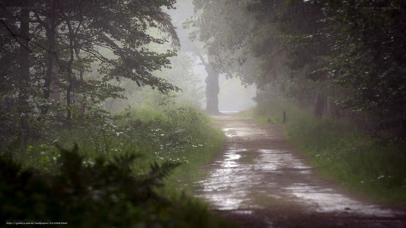 Rainy path in a misty forest
