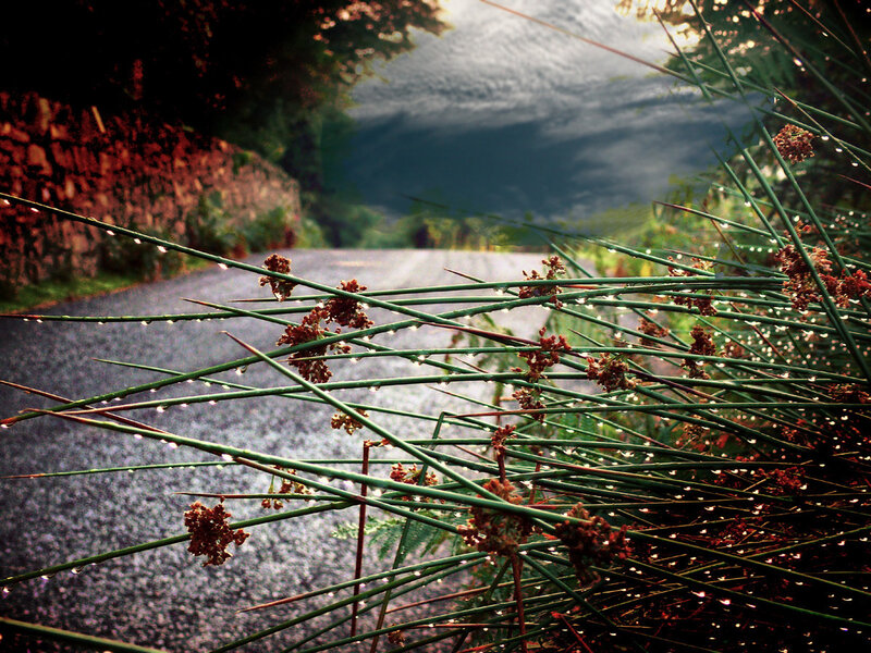 Rainy path with dew-covered plants