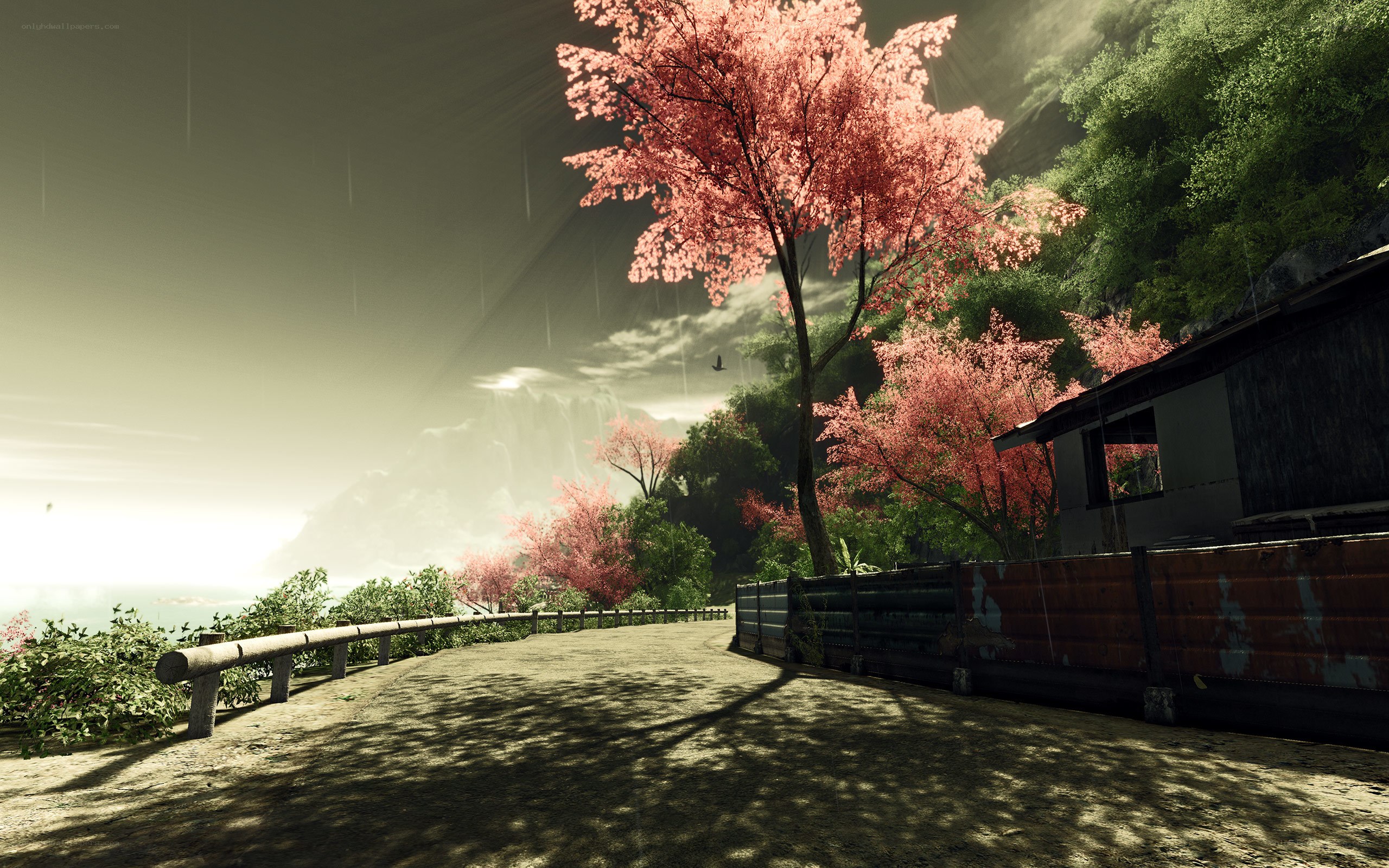 rainy path with pink trees