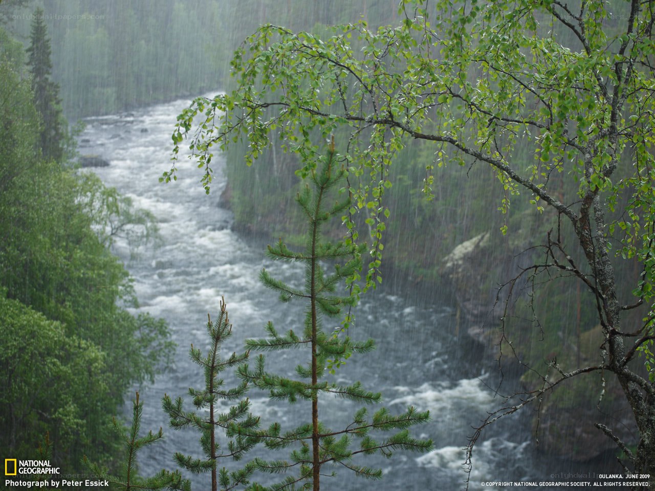 Rainy river in a forest