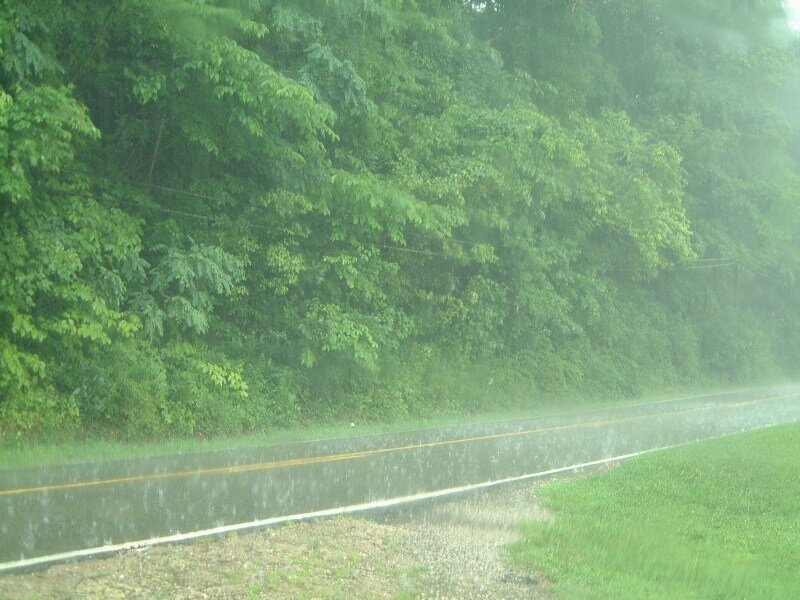Rainy Road in Forest — Green