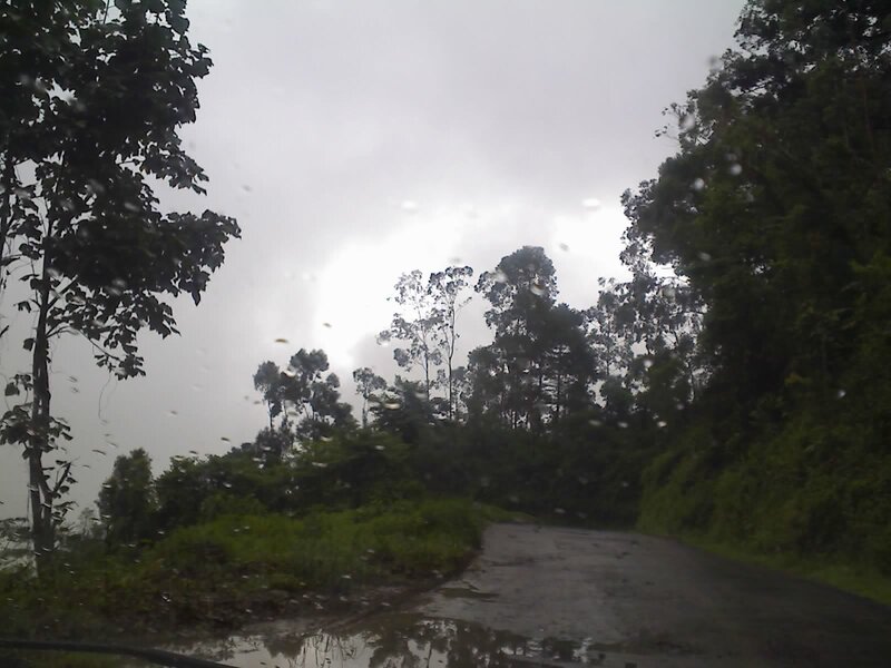 rainy road in forest