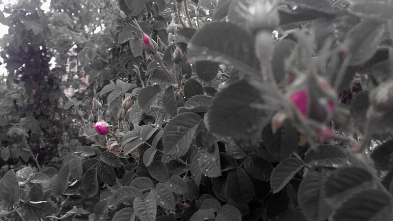 rainy rosebush with pink buds