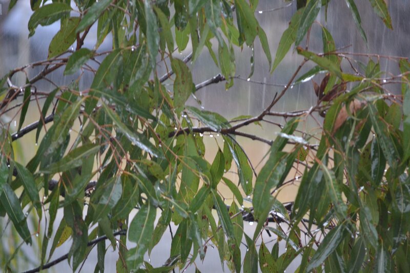 Rainy Tree Branches — Green