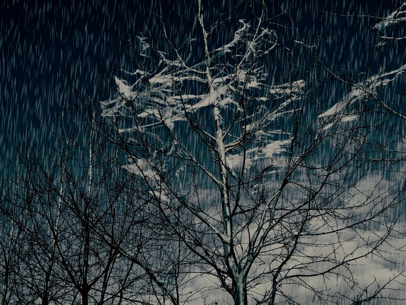 Rainy tree branches