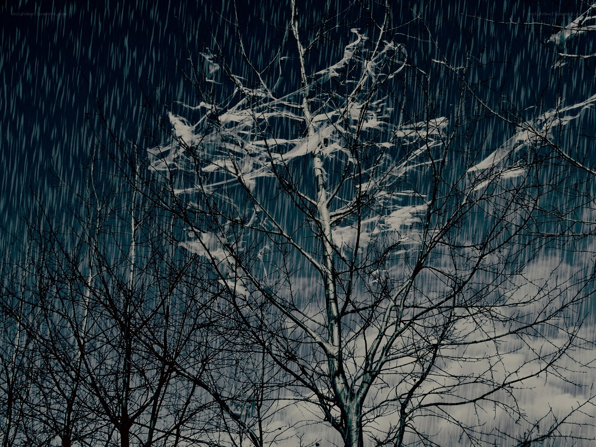 Rainy tree branches