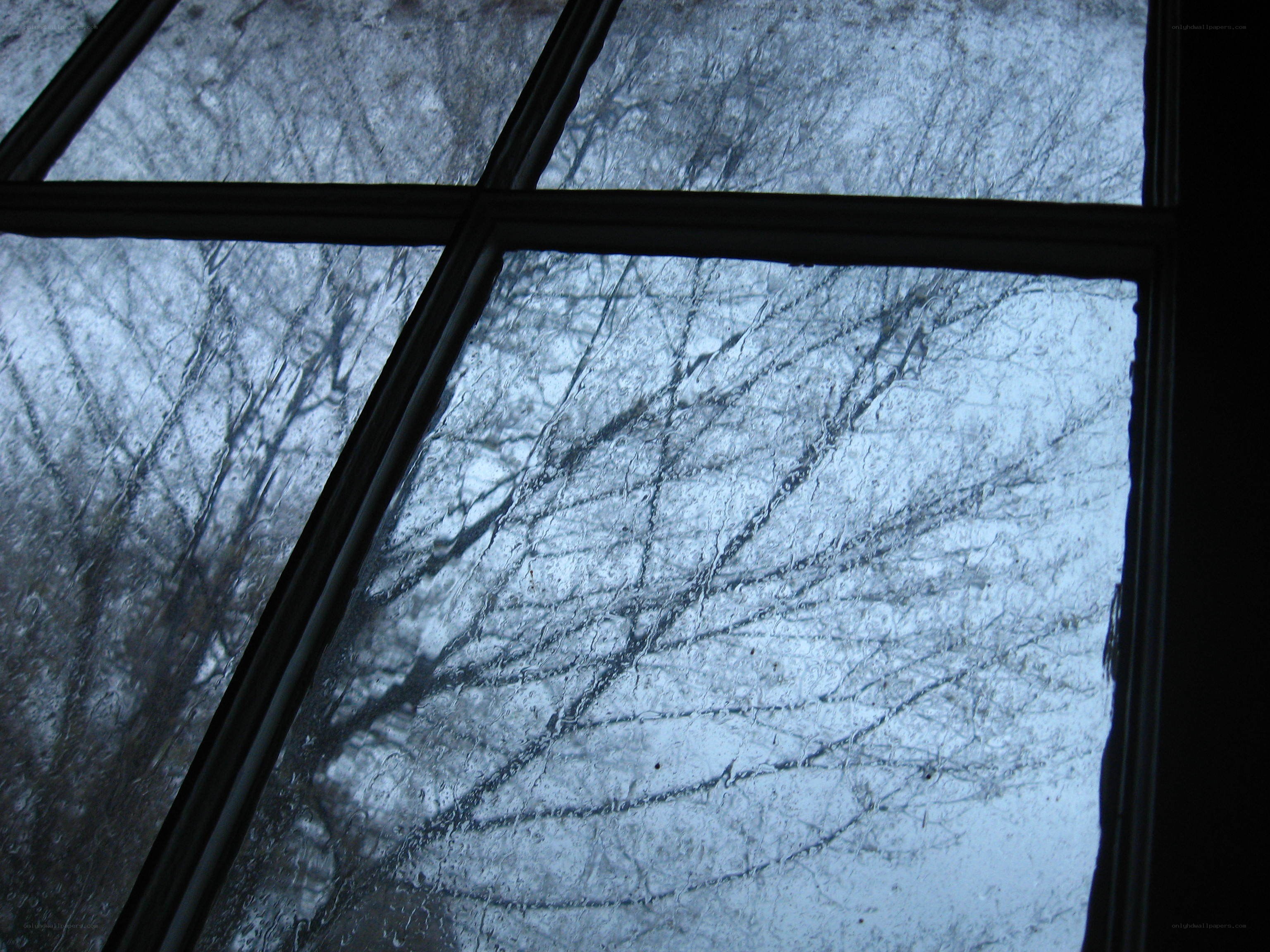 rainy window view of trees