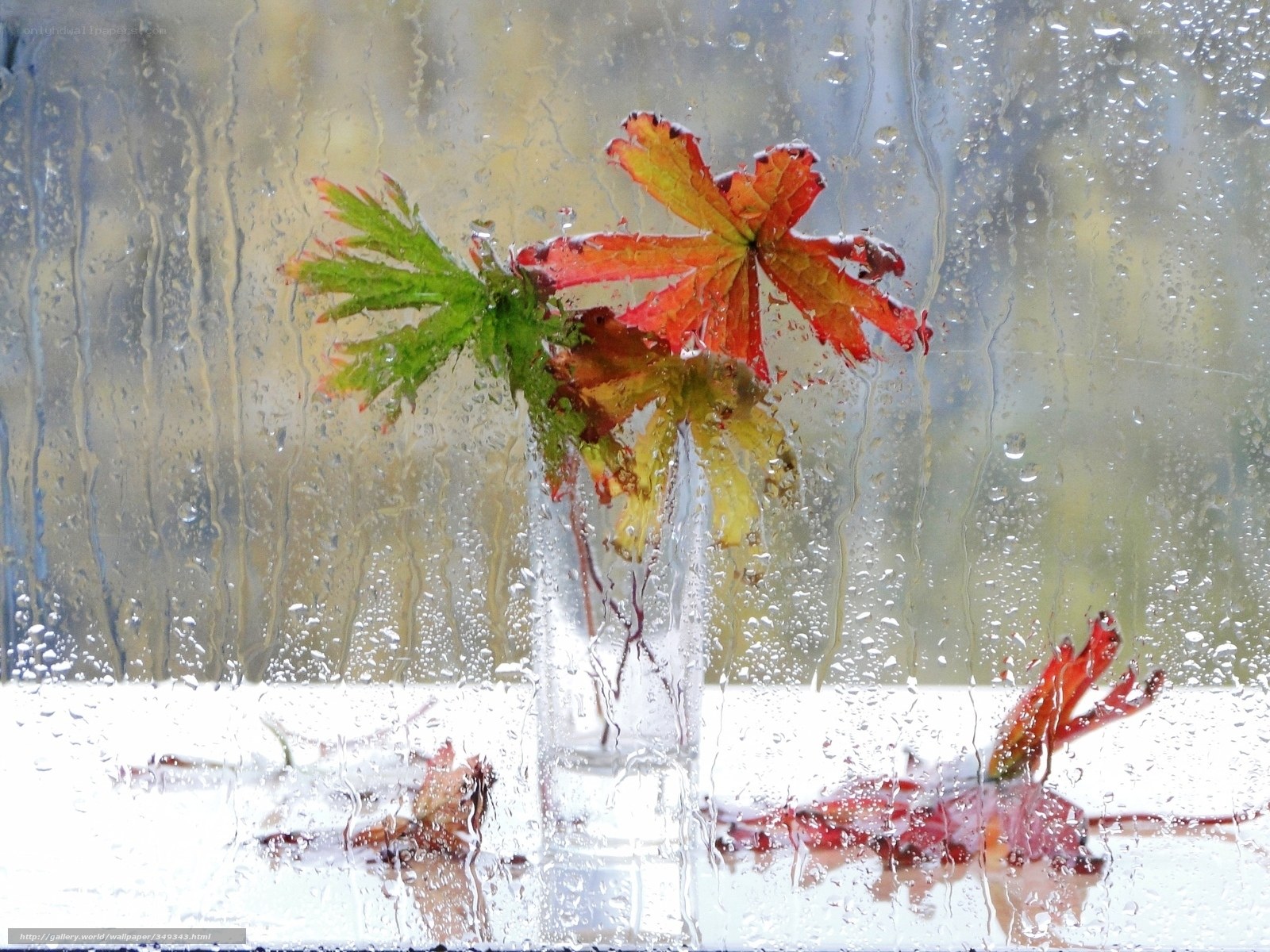 Rainy window with autumn leaves