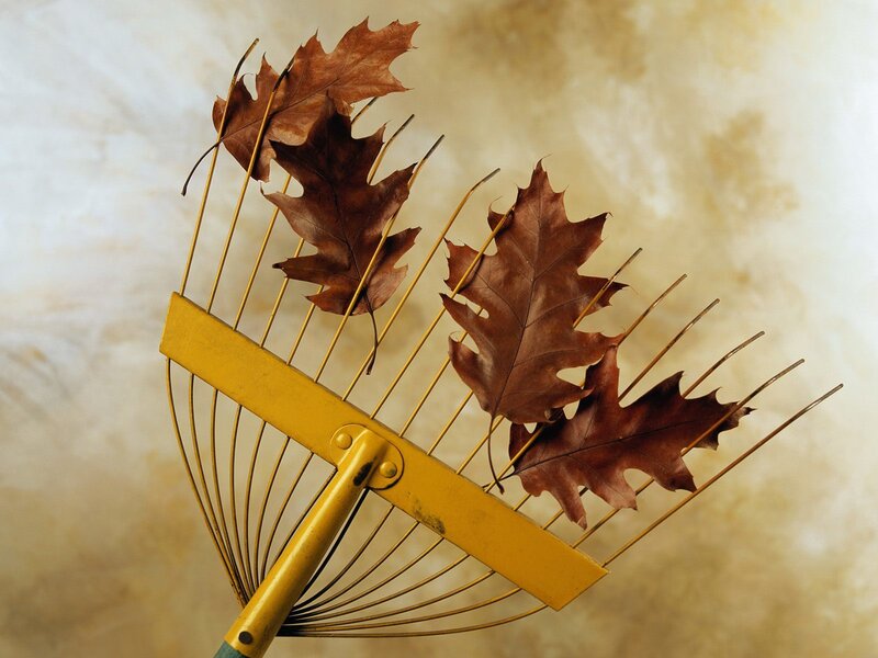 rake with autumn leaves