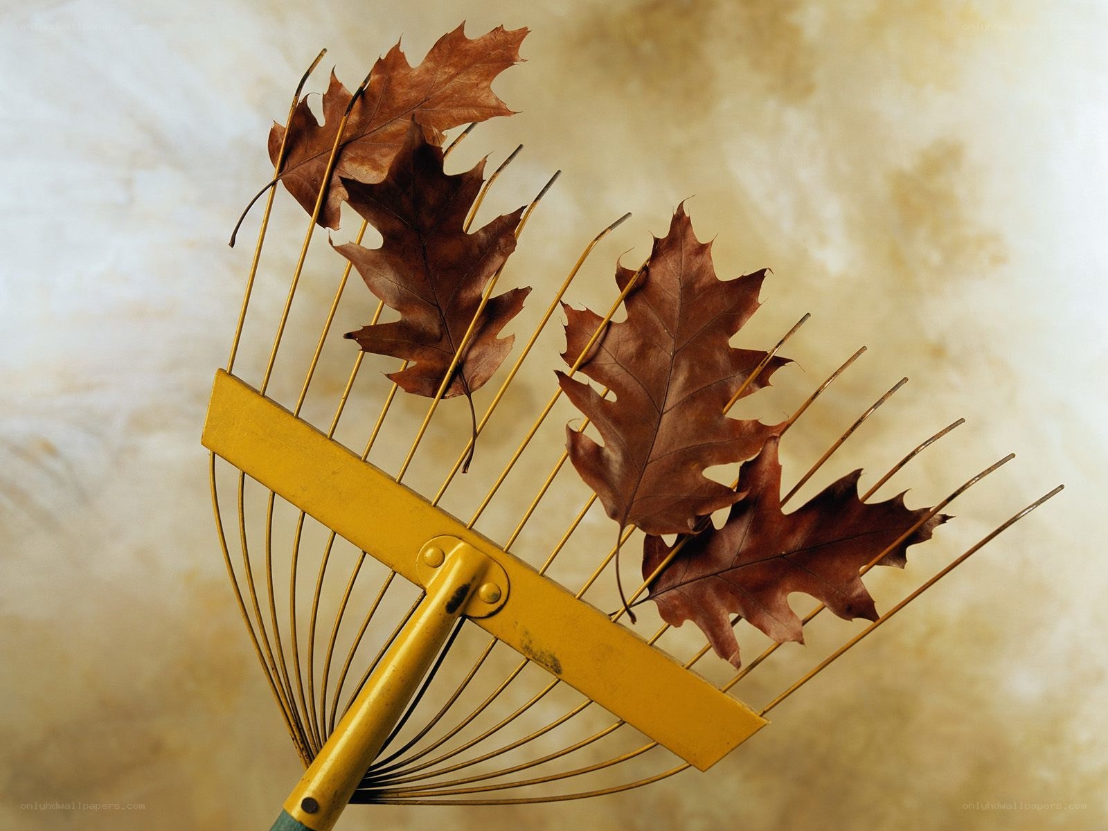 rake with autumn leaves