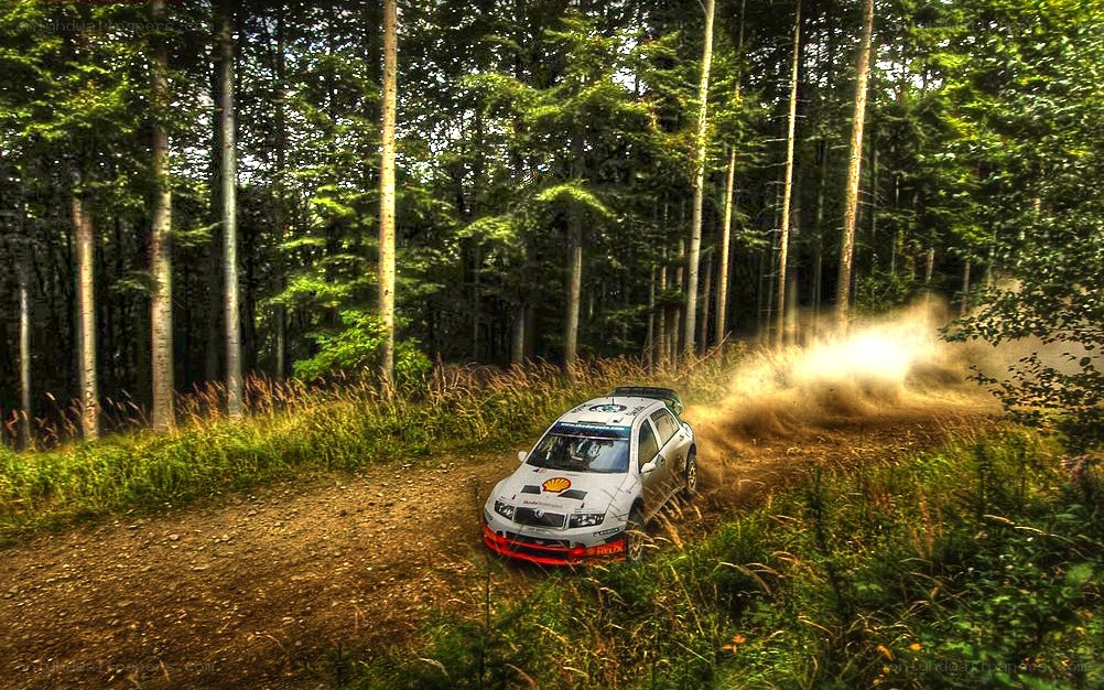 Rally car in forest