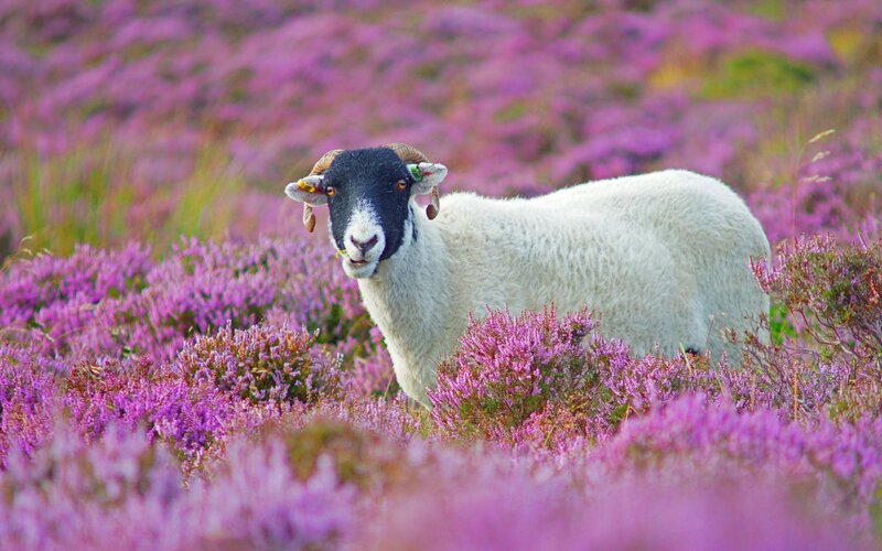 Ram in Purple Heather